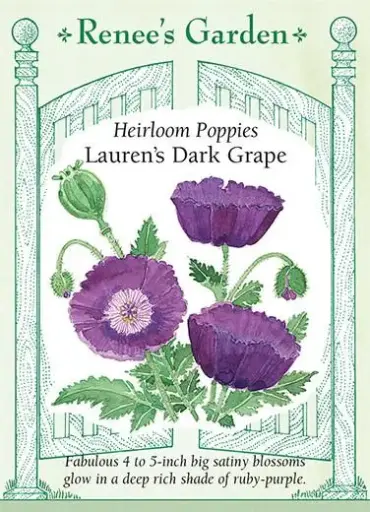 [5869] Poppy Lauren's Grape