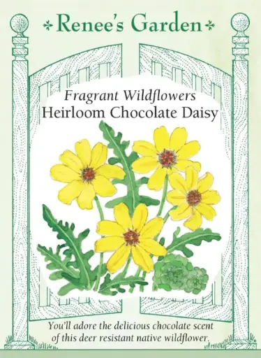 [5870] Daisy Chocolate