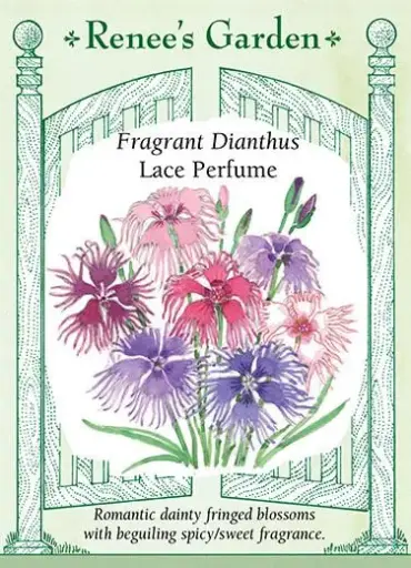 [5872] Dianthus Lace Perfume