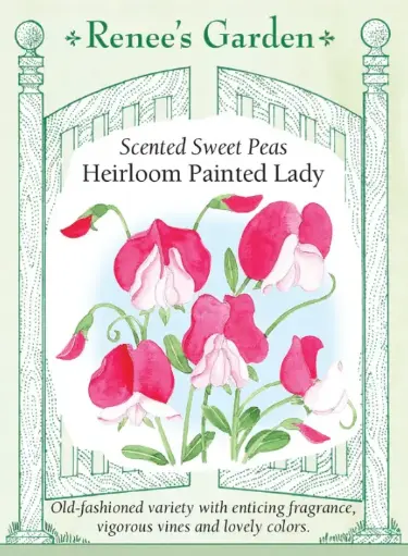 [5917] Sweet Pea Painted Lady