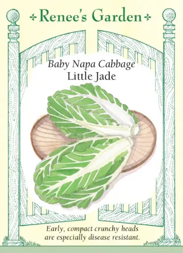 [5936] Cabbage Baby Napa Little Jade