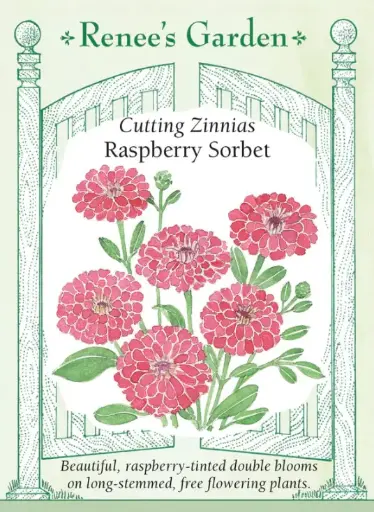 [5952] Zinnia Raspberry Sorbet