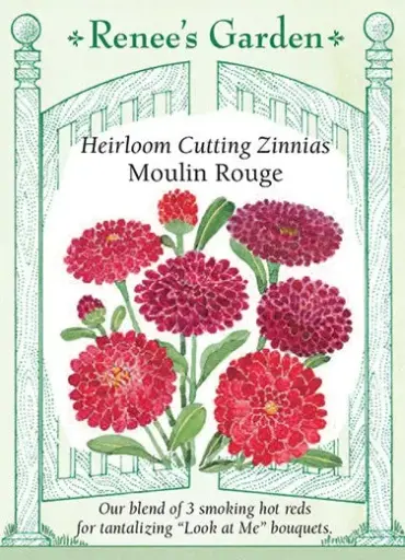[5968] Zinnia Moulin Rouge