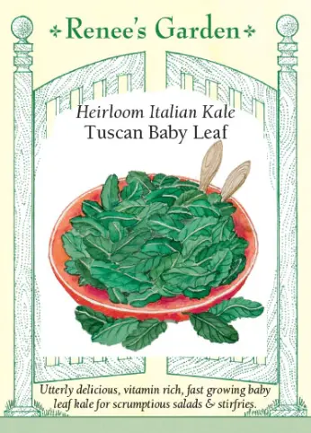 [5971] Kale Baby Leaf Tuscan