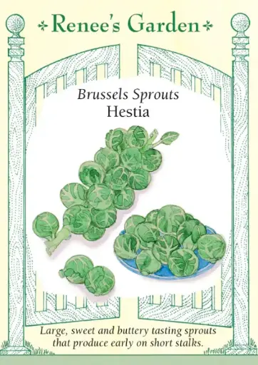 [5974] Brussels Sprouts Hestia