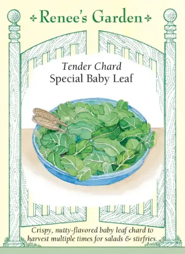 [5988] Chard Baby Leaf