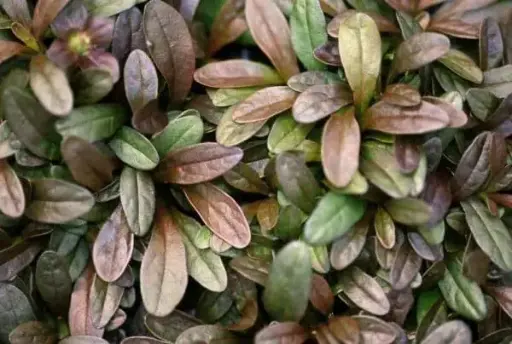 Bugleweed Chocolate Chip