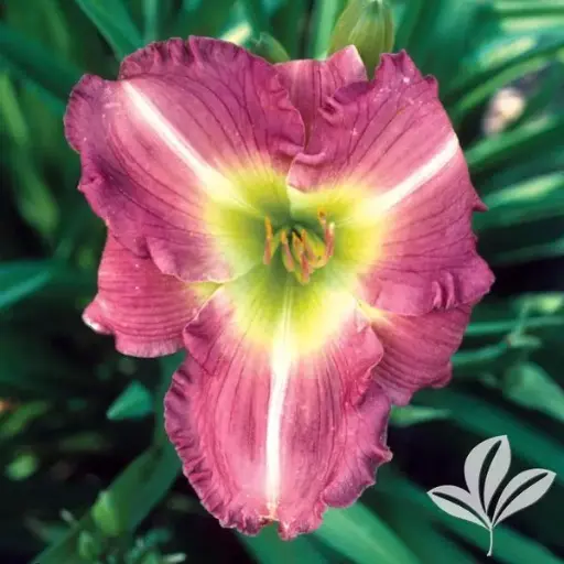 [7107601] Daylily Woodside Amethyst