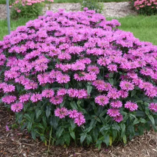 [7108601] Bee Balm Lavender Taffeta