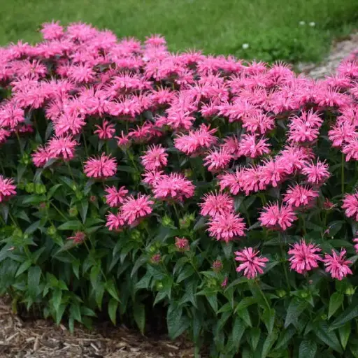 [7109601] Bee Balm Pink Chenille