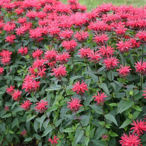 [7110601] Bee Balm Red Velvet