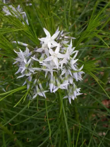Blue Star Arkansas - Native