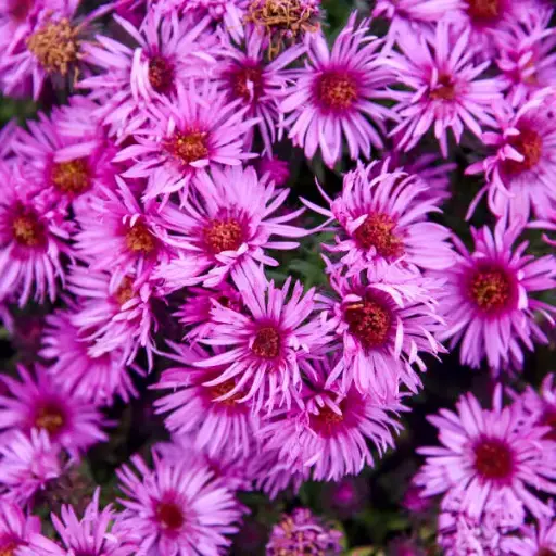 [7122601] Aster Pink Crush
