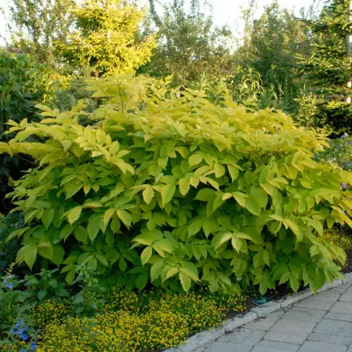 Aralia Sun King