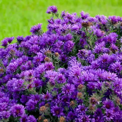 [7125601] Aster Grape Crush
