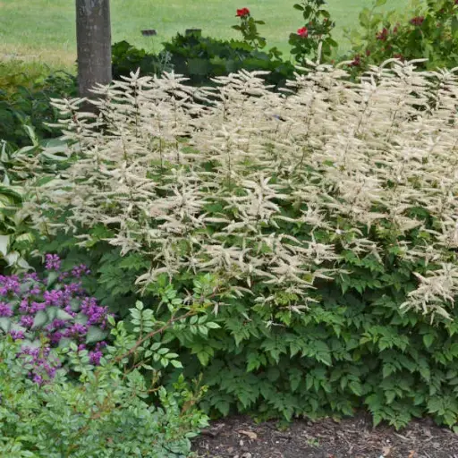 [7127601] Aruncus Misty Lace