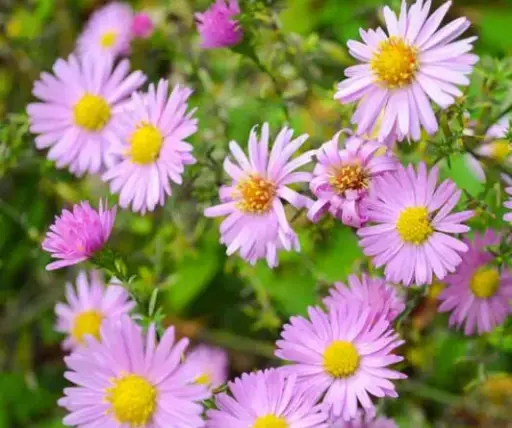 [7130601] Aster Wood's Pink