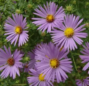 [7134601] Aster Raydons Favorite - Native