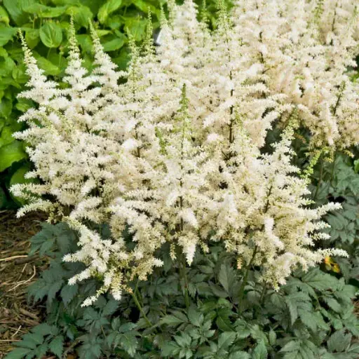 [7139601] Astilbe Vision in White