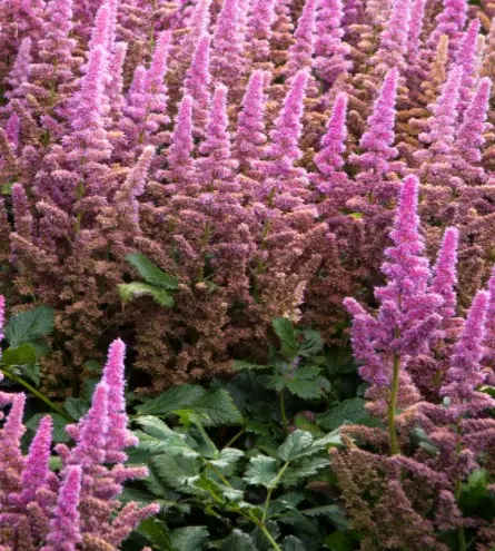 [7141601] Astilbe Vision in Pink