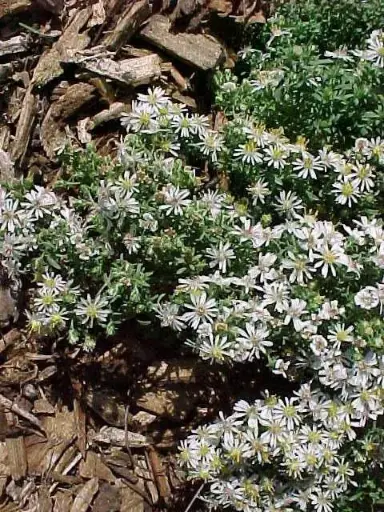 [7146601] Aster Snow Flurry - Native
