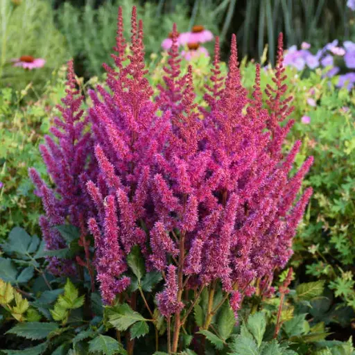 [7148601] Astilbe Visions