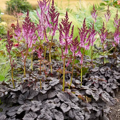 [7149601] Astilbe Dark Side of the Moon