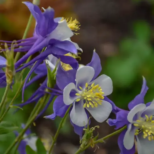Columbine Blue Jay
