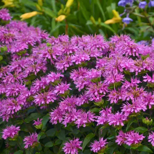 [7155601] Bee Balm Lilac Lollipop