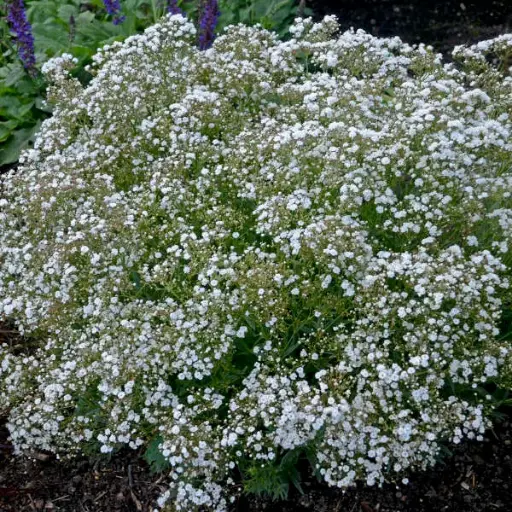 [7156601] Baby's Breath Festival Star