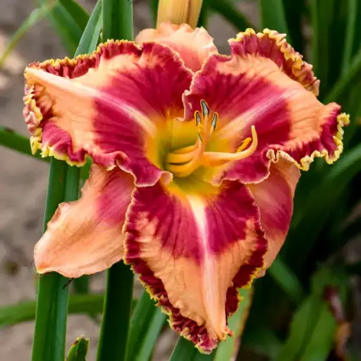 [7158601] Daylily Lake of Fire