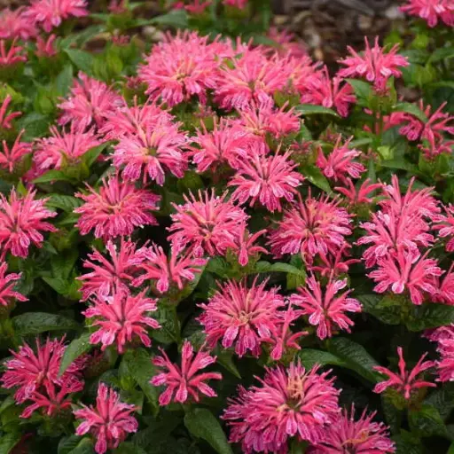 [7164601] Bee Balm Leading Lady Pink