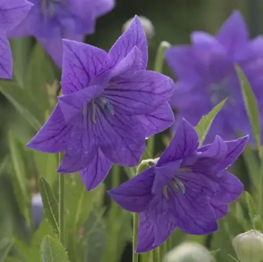 [7167601] Balloon Flower Double Blue