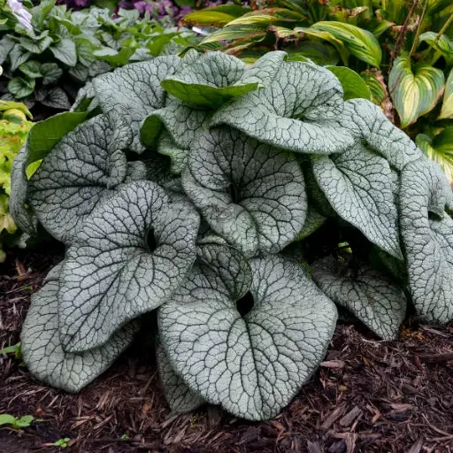 [7172601] Brunnera Queen of Hearts
