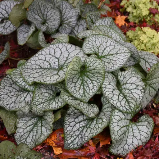 [7173601] Brunnera Jack of Diamonds