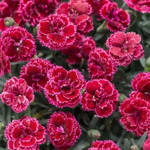[7174601] Dianthus Black Cherry Frost