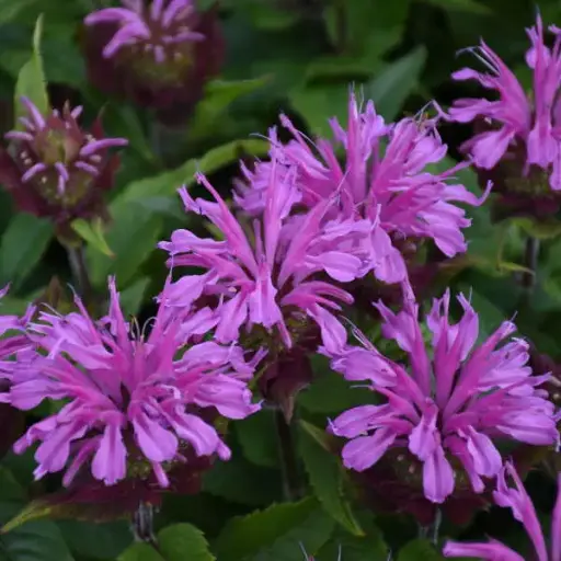[7178601] Bee Balm Pardon My Lavender II