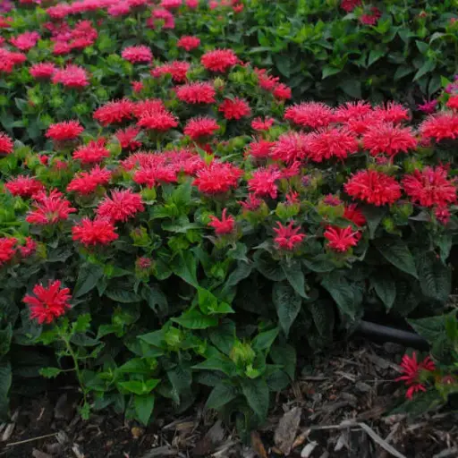 [7179601] Bee Balm Pardon My Cerise