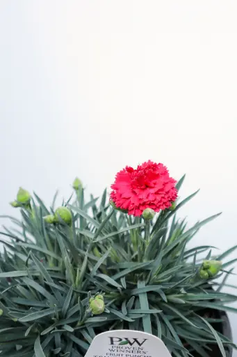 [7180601] Dianthus Cranberry Cocktail