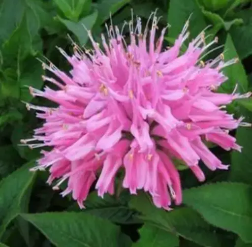[7188601] Bee Balm Balmy Pink