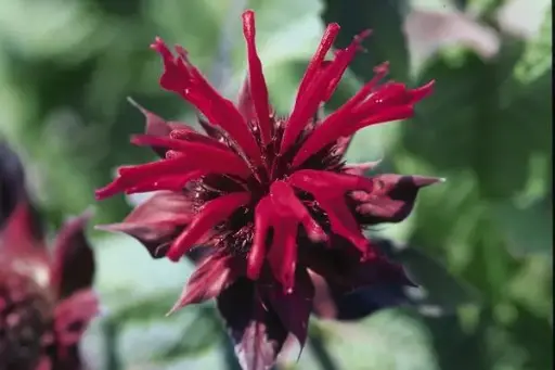 Bee Balm Raspberry Wine