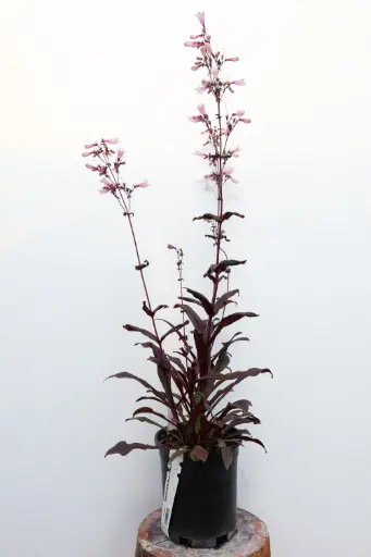 [7196601] Beardtongue Dark Towers