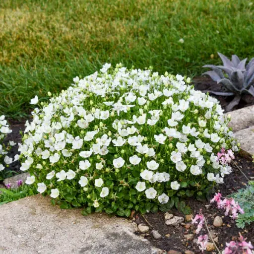 [7198601] Bellflower Starbright