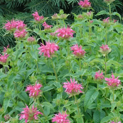 [7202601] Bee Balm Coral Reef