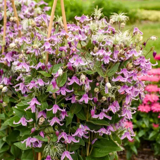 [7209601] Clematis Stand by Me Pink