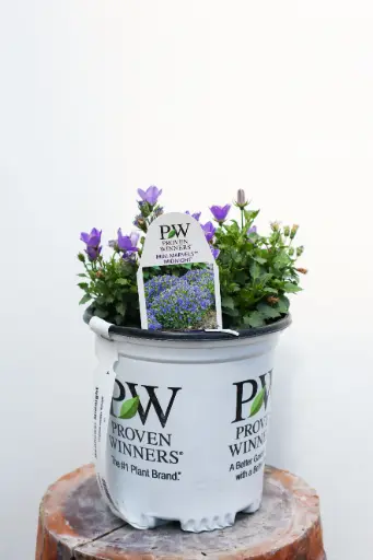 [7216601] Bellflower Midnight