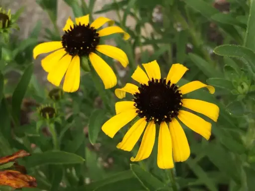 [7223601] Coneflower Large - Native