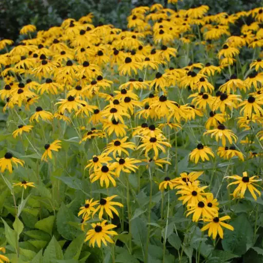 [7227601] Black-Eyed Susan Goldsturm