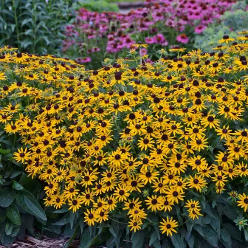 [7229601] Black-Eyed Susan Little Goldstar