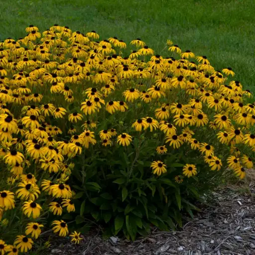 Black-Eyed Susan American Gold Rush